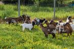 Diverses chèvres naines, Animaux & Accessoires, Moutons, Chèvres & Cochons, Chèvre, Plusieurs animaux
