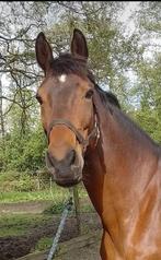 Super lieve merrie, Dieren en Toebehoren, Paarden, Merrie, Met stamboom, Dressuurpaard, 170 tot 175 cm