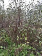 Zwarte Els, Tuin en Terras, Planten | Bomen, Ophalen, Winter, Halfschaduw, Overige soorten