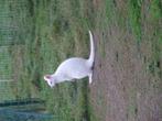 dieren en toebehoren, Dieren en Toebehoren, Maart