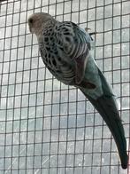 2 blauwe rosella, Dieren en Toebehoren, Meerdere dieren, Parkiet, Geringd