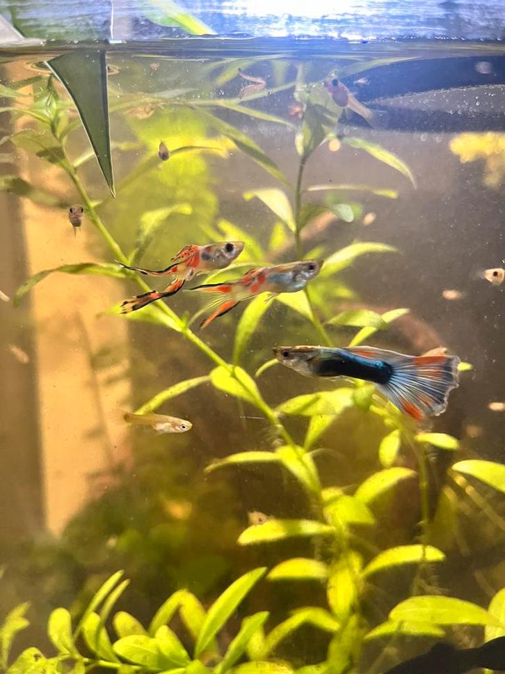 Jonge guppen, Dieren en Toebehoren, Vissen | Aquariumvissen, Vis