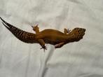 Luipaardgekko dame, Hagedis, Met terrarium, 3 tot 6 jaar