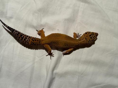 Luipaardgekko dame, Dieren en Toebehoren, Reptielen en Amfibieën, Hagedis, 3 tot 6 jaar, Met terrarium, Tam