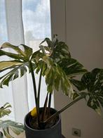 Monstera thai, Ophalen