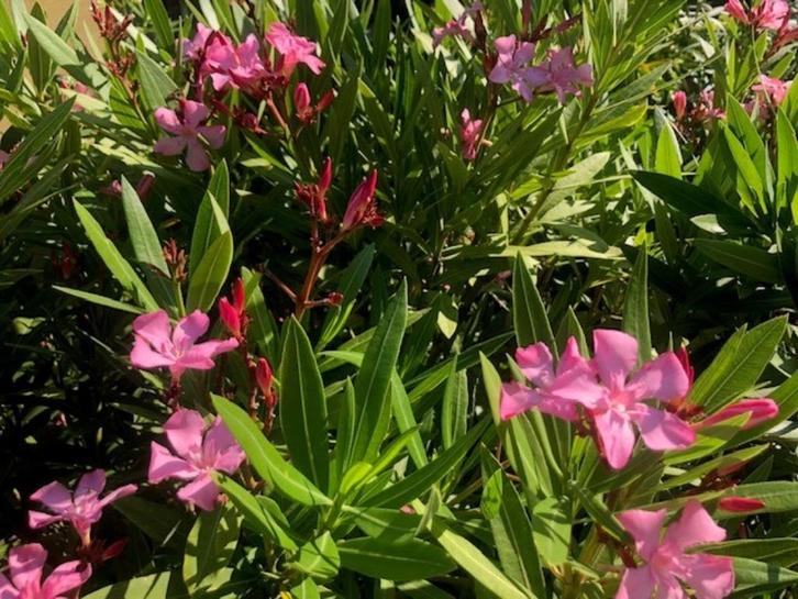 oleander, Tuin en Terras, Planten | Tuinplanten, Vaste plant, Volle zon, Ophalen