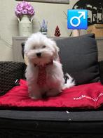 havanezer pups, Dieren en Toebehoren, Honden | Chihuahua's en Gezelschapshonden, België, Maltezer, 15 weken tot 1 jaar, CDV (hondenziekte)