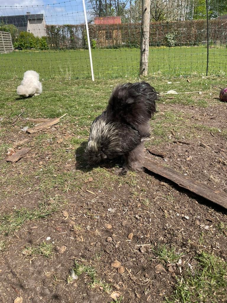 USA zijde hoen haan, Mannelijk, Kip