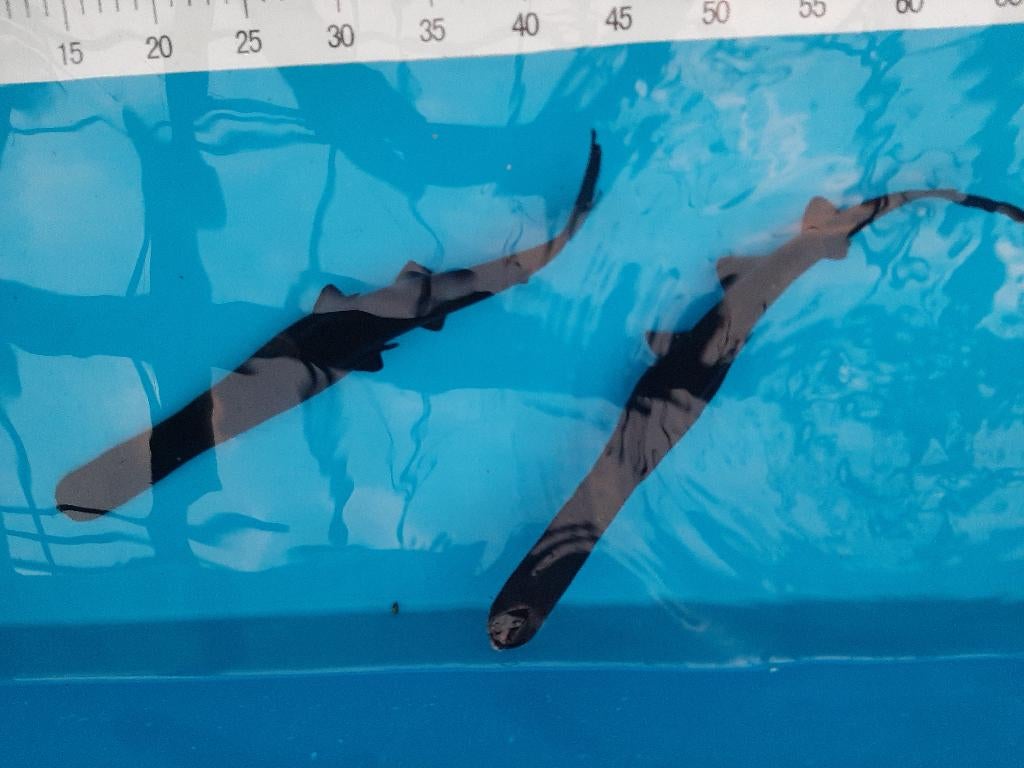 Lepelsteur 40cm, Dieren en Toebehoren, Steur