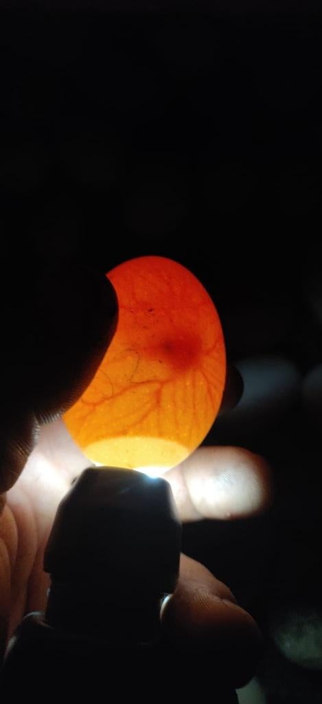 professionele broedmachine te koop 264 eieren 2 jaar garanti, Dieren en Toebehoren, Ophalen, Broedmachine