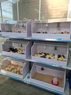 Kuikens van marans, cream legbar olive legger, hennetjes, Dieren en Toebehoren, Pluimvee, Vrouwelijk, Kip