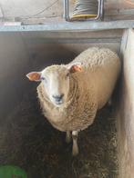 Schapen, Dieren en Toebehoren