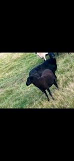 Drachtige kameroen ooien, Dieren en Toebehoren, Geit