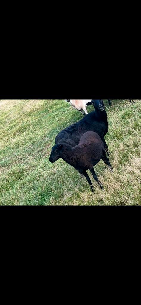 Drachtige kameroen ooien, Dieren en Toebehoren, Schapen, Geiten en Varkens, Geit