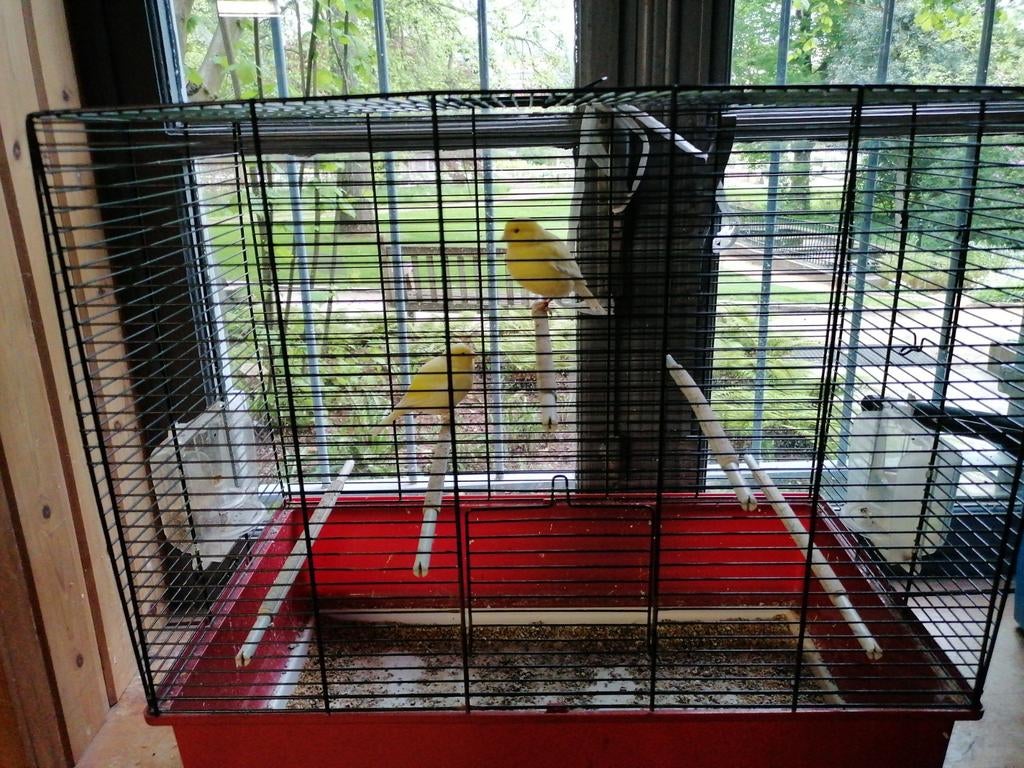 Koppeltje kanaries voor adoptie, Dieren en Toebehoren