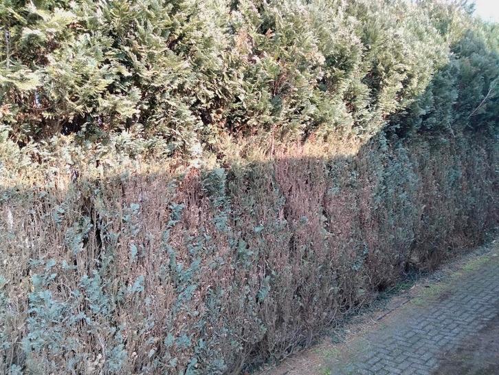 Gratis coniferen als brandhout., Tuin en Terras, Brandhout, Ophalen