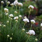 Armeria Abbey White, Ophalen
