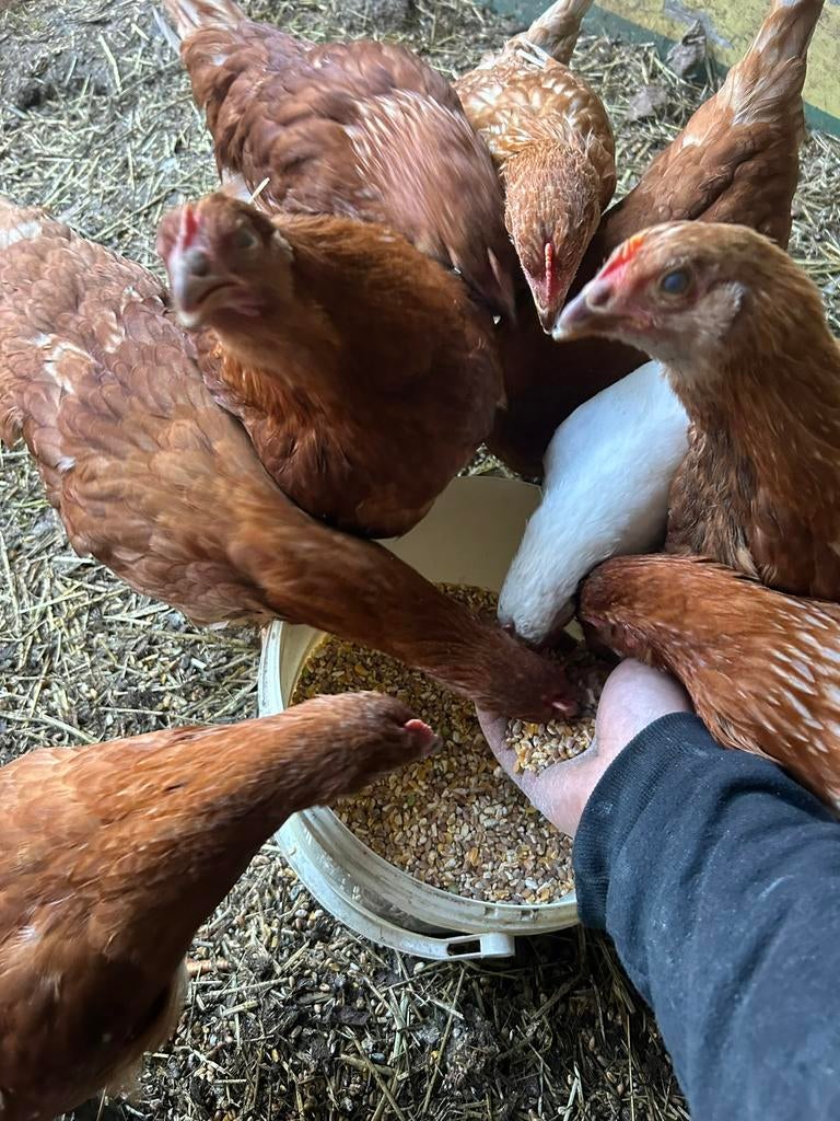 Leg kippen isa brown, Dieren en Toebehoren, Pluimvee