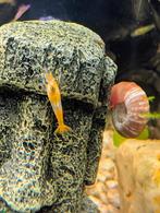 Oranje Rili Garnalen, Homard, Crabe ou Crevette, Poisson d'eau douce, Banc de poissons