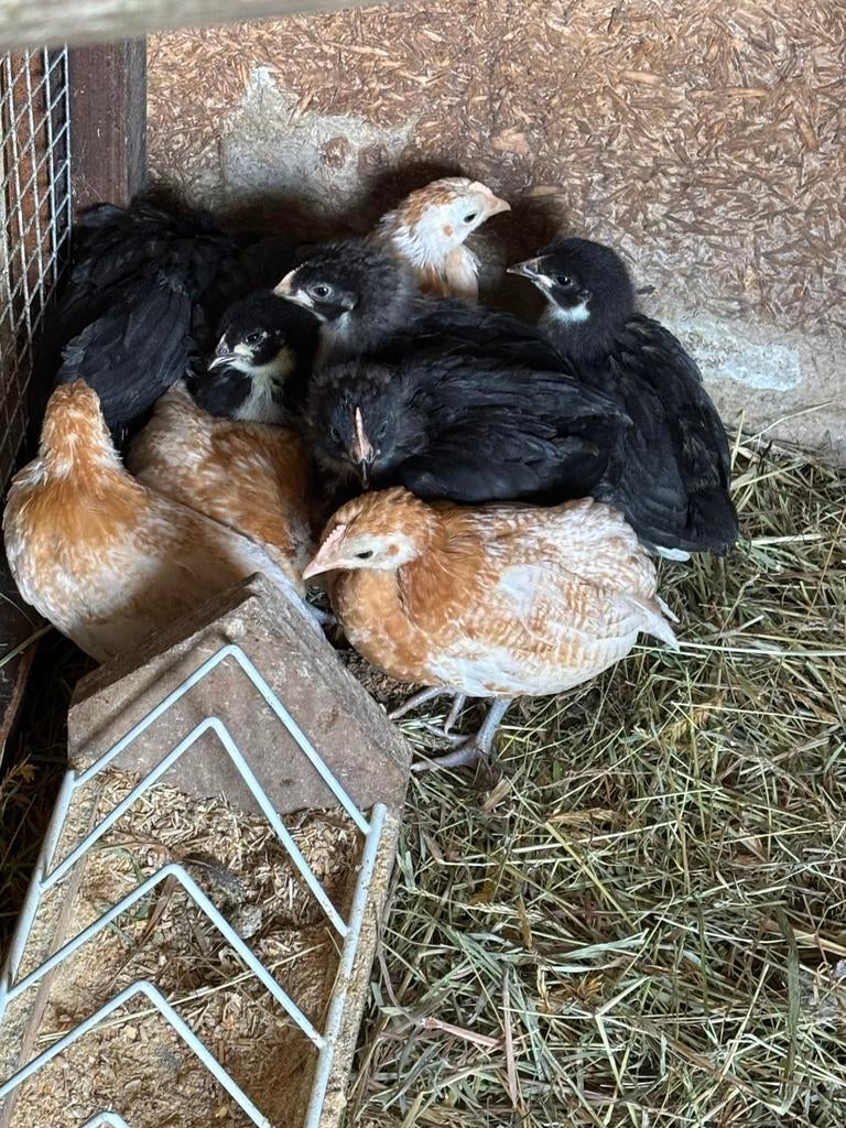 Kuikens, Dieren en Toebehoren, Meerdere dieren, Kip