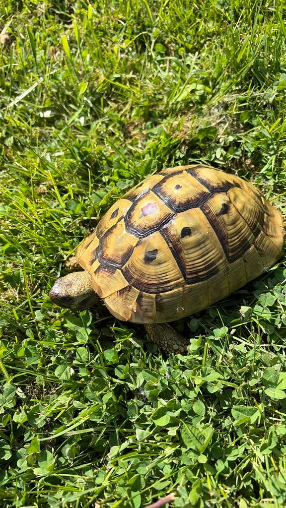 Femelles adultes reproductrices herman boettgeri, Ophalen