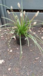 Japanse zegge, Jardin & Terrasse, Plantes | Jardin, Printemps, Enlèvement, Graminées ornementales, Plante fixe