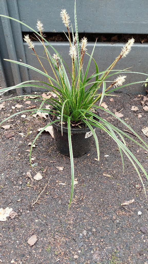 Japanse zegge, Tuin en Terras, Planten | Tuinplanten, Vaste plant, Siergrassen, Halfschaduw, Lente, Ophalen