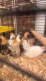 Verschillende kuikens te koop (brahma, ayam cemani, serama)