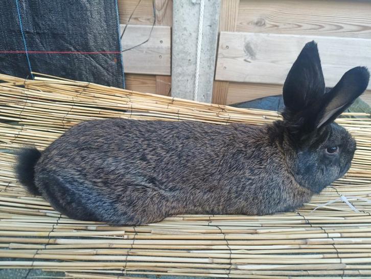 Fok Rammelaars en voedster, Dieren en Toebehoren, Konijnen, Middelgroot, Mannelijk, 0 tot 2 jaar