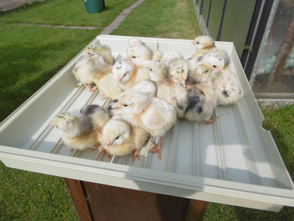 poussins  d'un jour de Lakenvelder, Sexe inconnu, Poule ou poulet