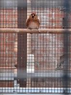 barmsijs man cabaret 25, Animaux & Accessoires