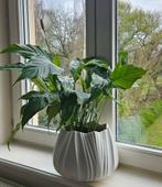 Mooie grote Spatophylium in bloeier  baar, Enlèvement