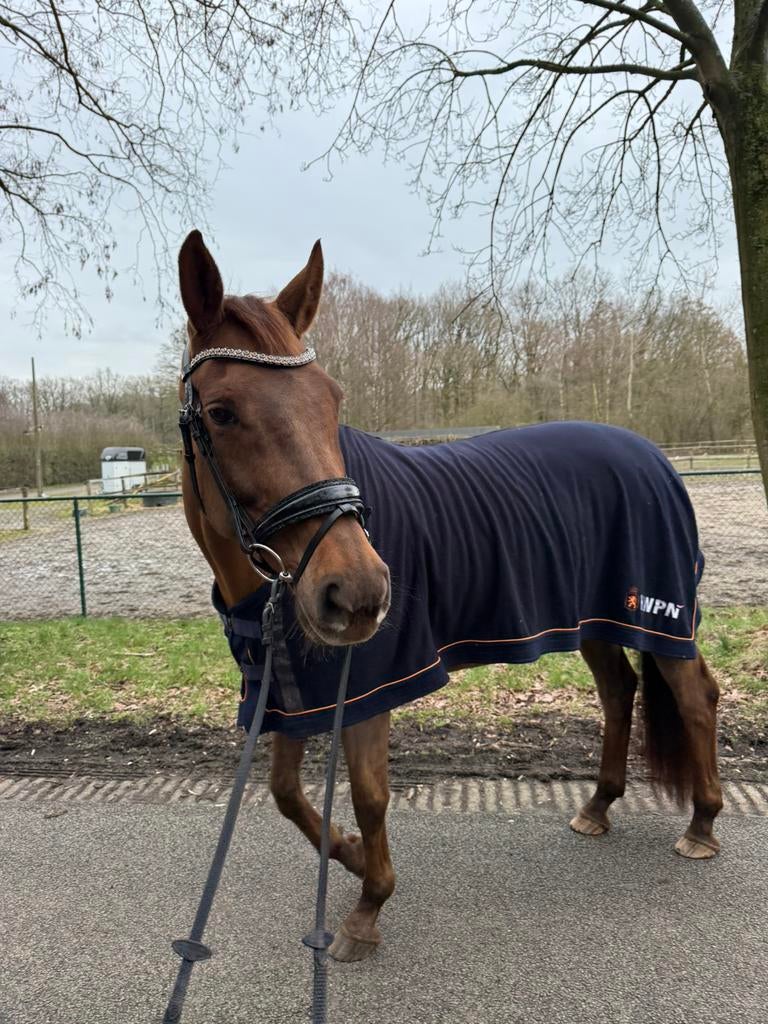 Halve stal aangeboden, regio vosselaar, Dieren en Toebehoren, Stalling en Weidegang