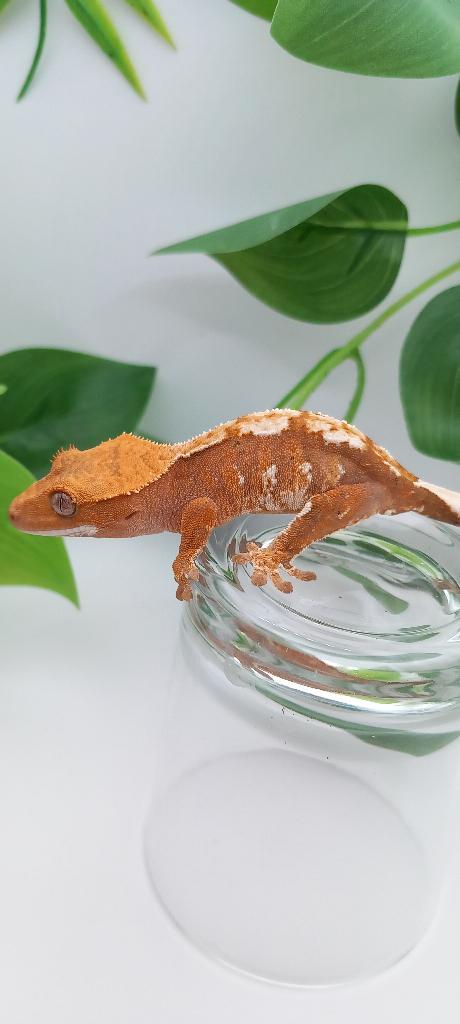 1.0 Poss Red Tricolor wimpergekko man, Dieren en Toebehoren, Reptielen en Amfibieën, Hagedis, 0 tot 2 jaar, Tam