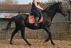 Jument 13 ans onc, Animaux & Accessoires, Chevaux, Jument, L