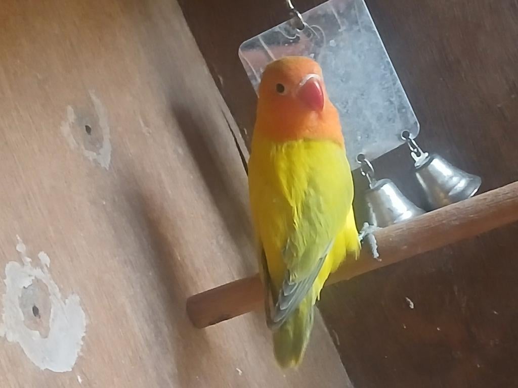 Jonge dilutte euwing split blauw fischeri  geen DNA