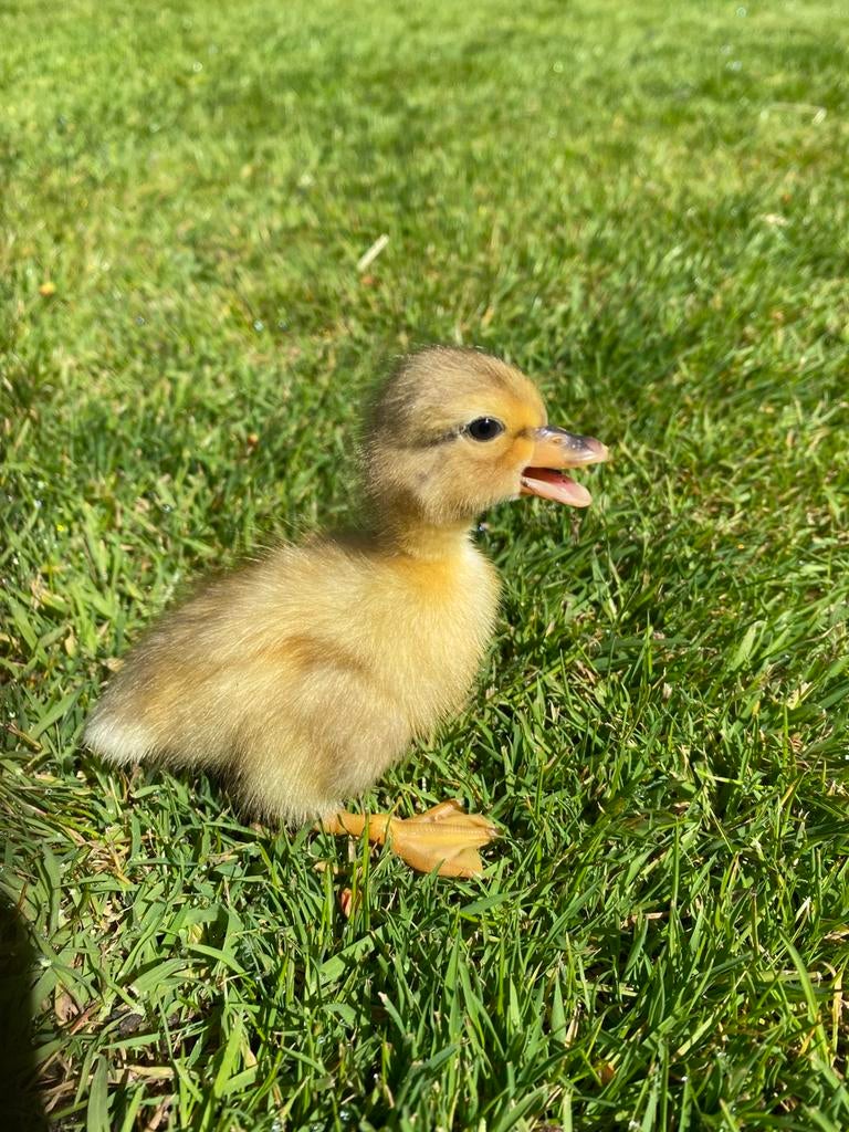 Kuikentjes Hollandse kwakertjes, Dieren en Toebehoren, Pluimvee, Meerdere dieren, Eend
