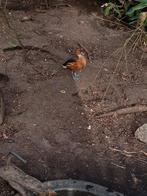 Boom eend mannetje van 2024, Dieren en Toebehoren, Pluimvee, Eend