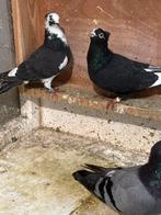 Pigeons qui volent haut