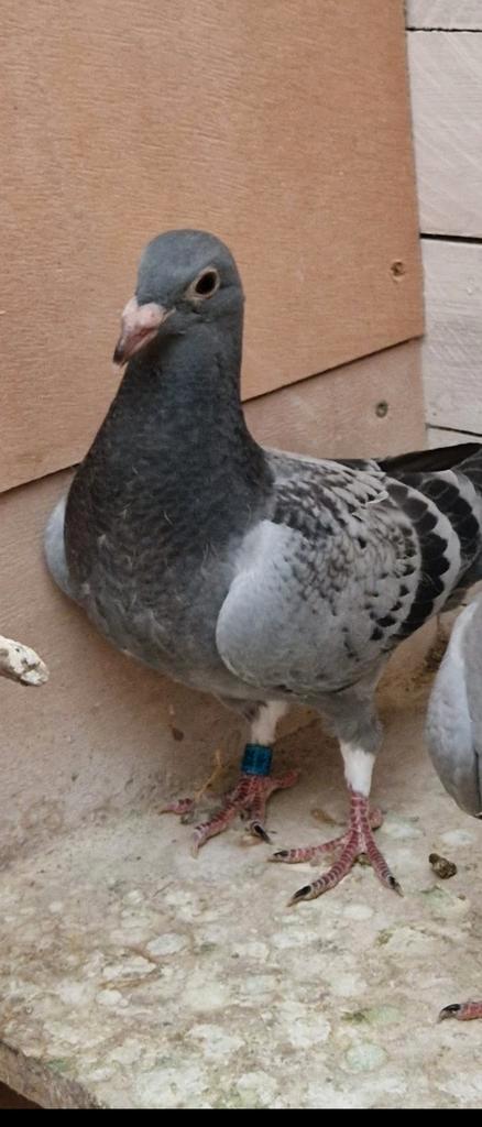 Jongen van bekende rassen, Animaux & Accessoires, Oiseaux | Pigeons, Pigeon voyageur, Sexe inconnu
