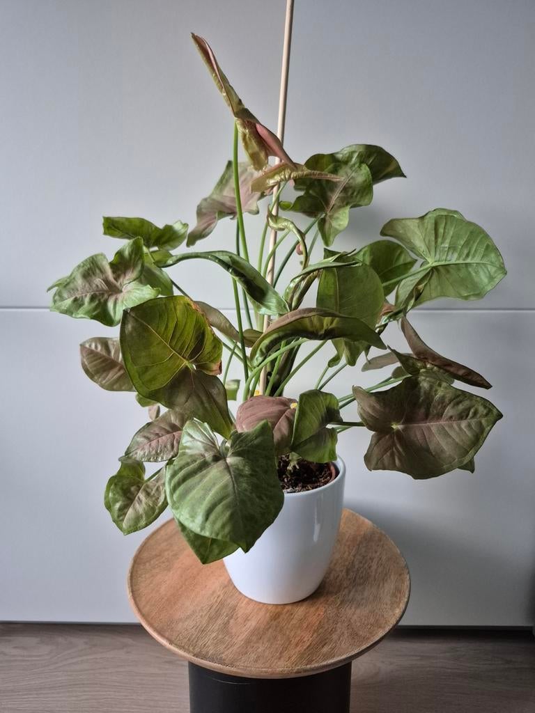 Syngonium pink perfection, Huis en Inrichting, Ophalen
