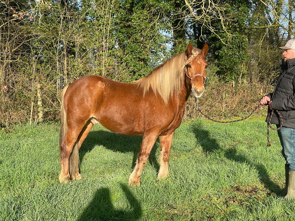 Grappige Coole Bos-/RecreatiePony, Dieren en Toebehoren, Met stamboom, Ruin, Niet van toepassing, 7 tot 10 jaar