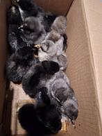 Marans kuikens, Dieren en Toebehoren, Geslacht onbekend, Kip