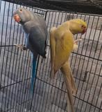 Couple perruche à collier, Perruche, Bagué