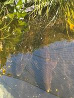 Siberische steur 1m, Steur