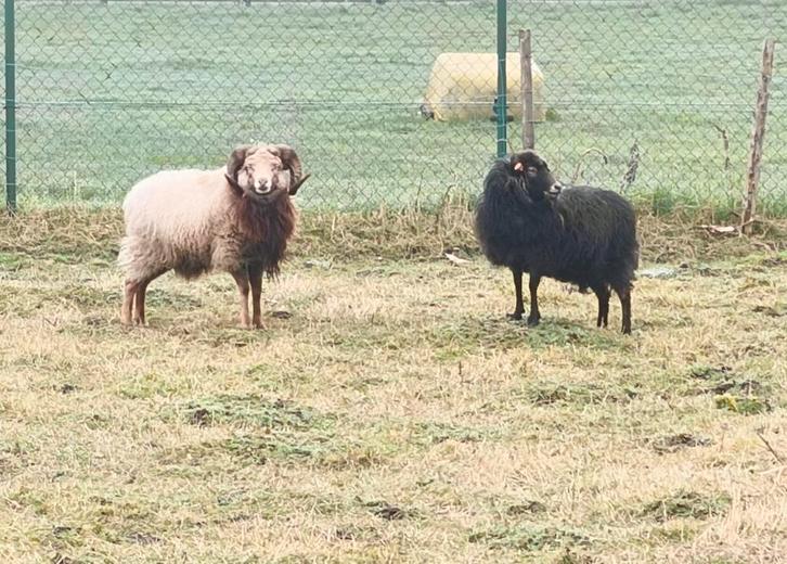 Ouessant koppeltje, Dieren en Toebehoren, Schapen, Geiten en Varkens