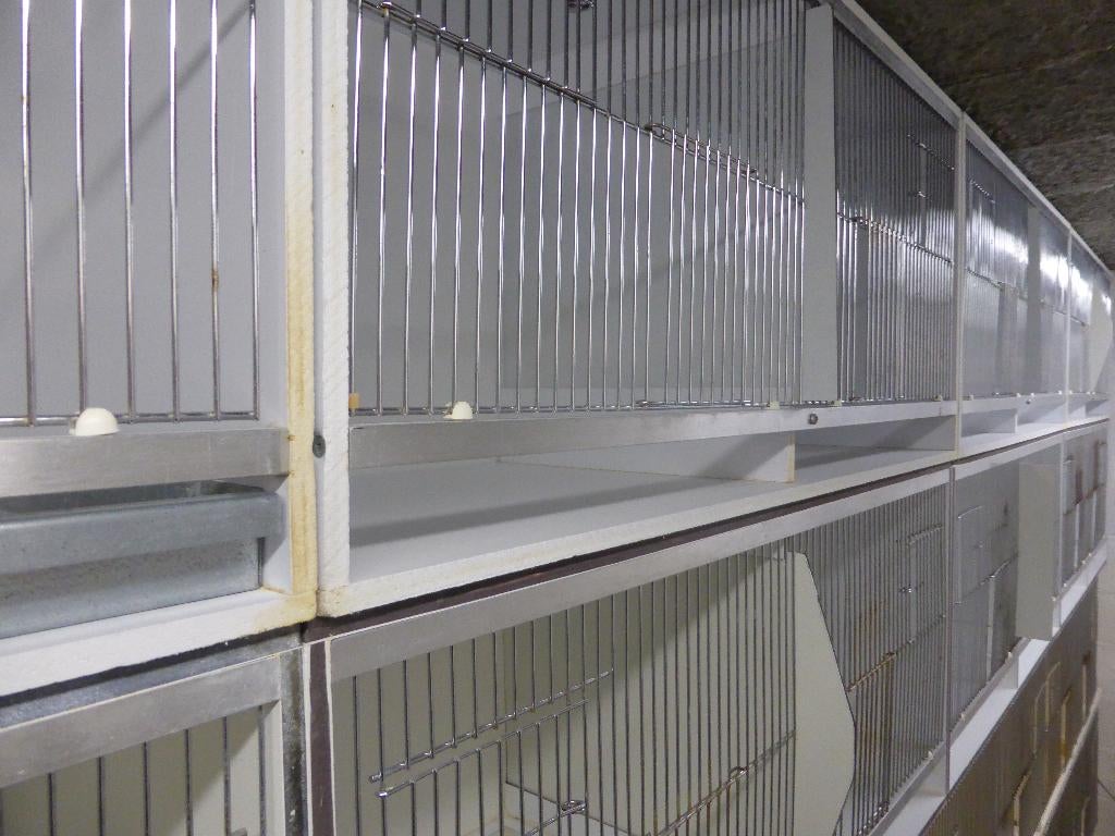 Broedkooien voor Exoten of Kanaries, Geslacht onbekend, Tropenvogel