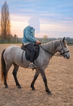 P.R.E mix ruin, Dieren en Toebehoren, Ruin, Zadelmak, Ontwormd