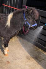 Pony, Met stamboom, Niet van toepassing, Hengst, 3 tot 6 jaar