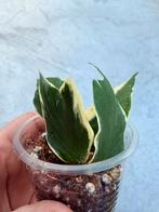 Hoya polyneura outer variegata, Maison & Meubles, Plantes d'intérieur, Enlèvement